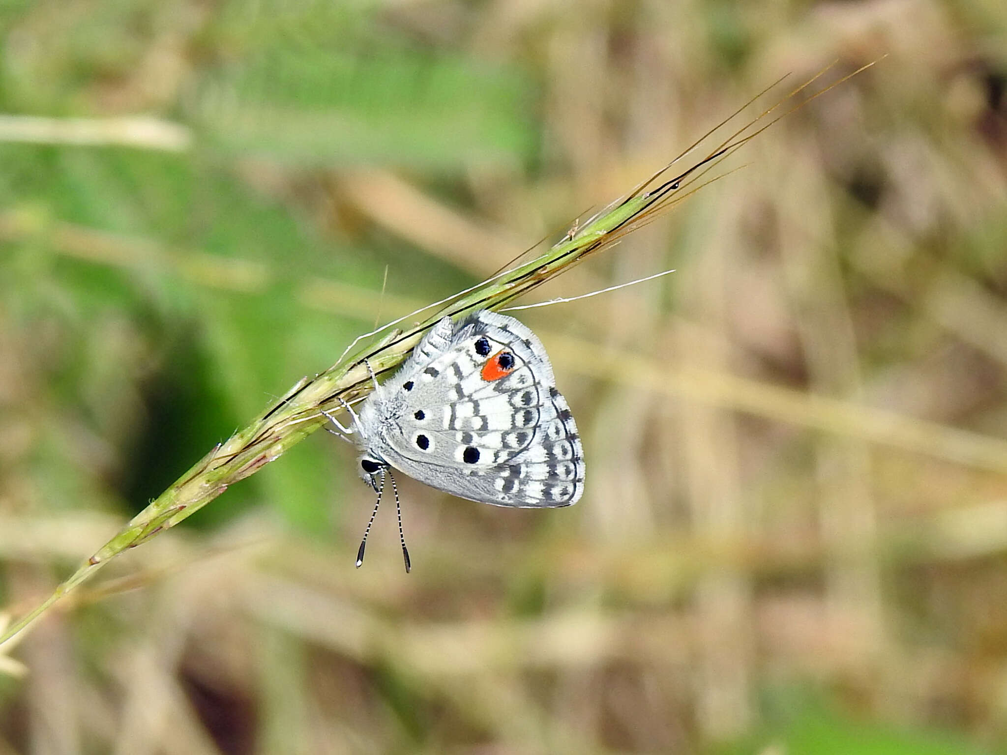 Image of Nickerbean Blue