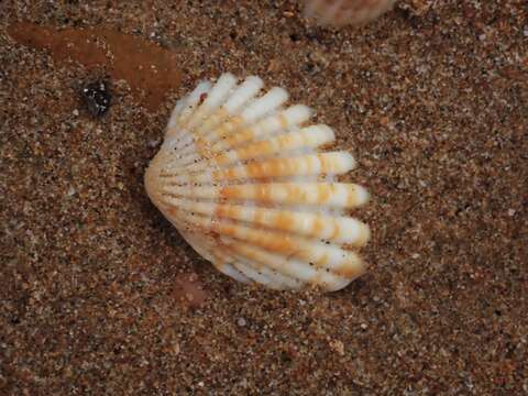 Image of Megacardita turgida (Lamarck 1819)