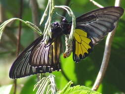 Image of Troides minos (Cramer (1779))