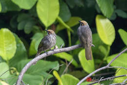 Image of Straw-crowned Bulbul