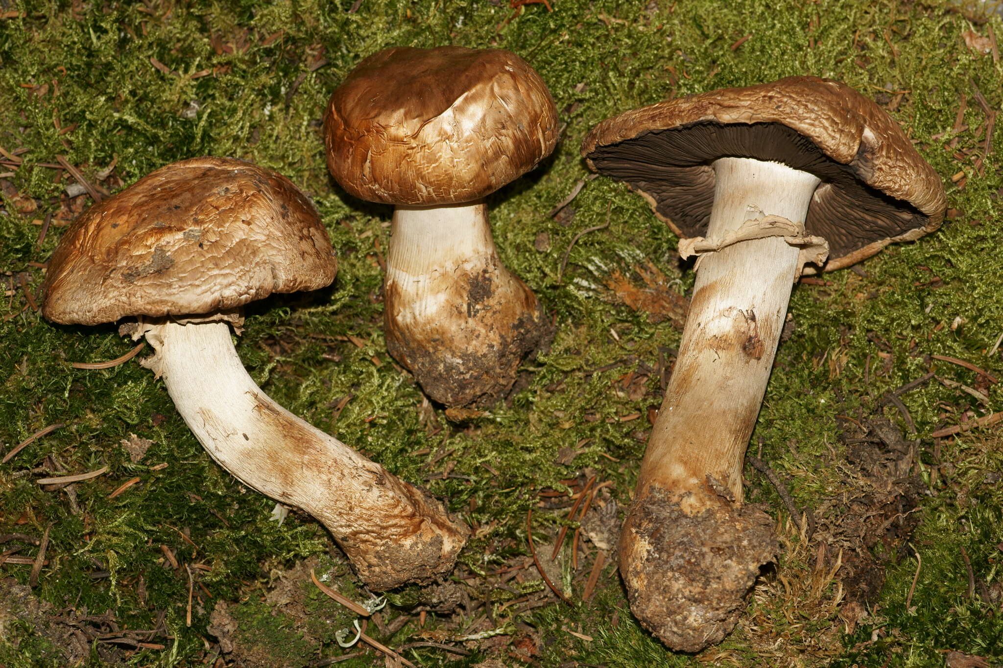 Image of Agaricus amicosus Kerrigan 1989