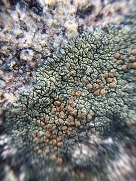 Image de Lecanora sierrae B. D. Ryan & T. H. Nash