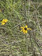 Image of blackeyed Susan