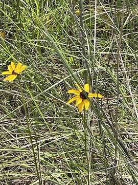 Image of blackeyed Susan