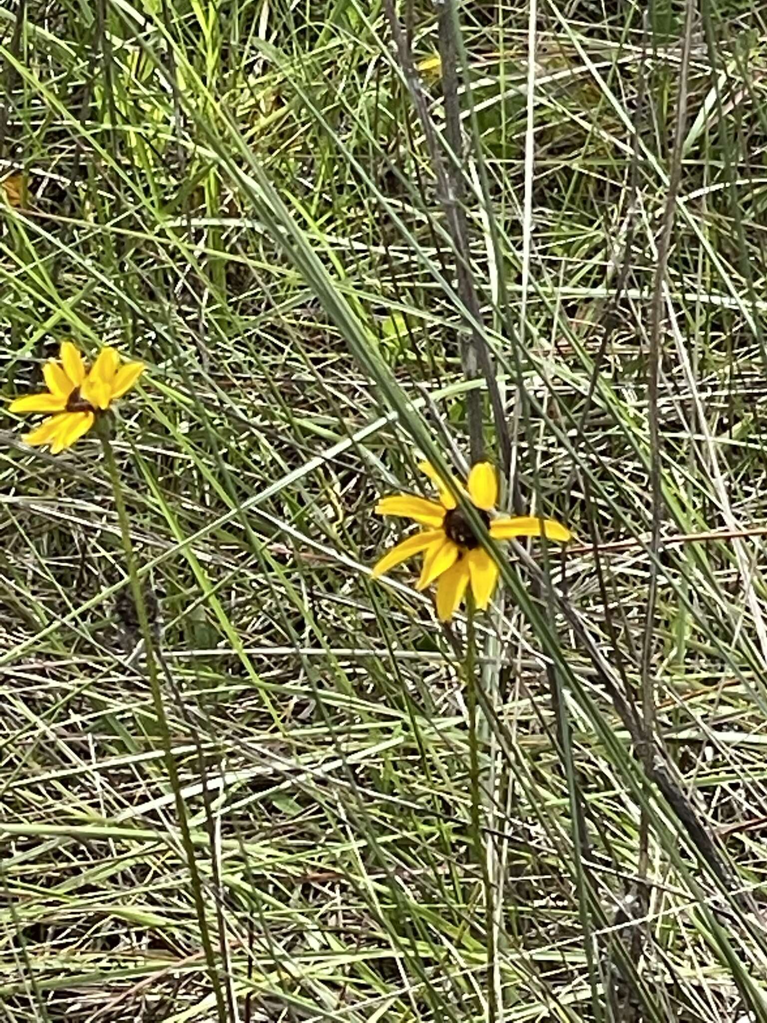 Image of blackeyed Susan