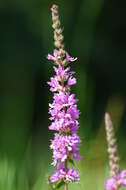 Plancia ëd Lythrum salicaria L.