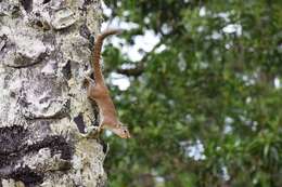 Image of Gambian Sun Squirrel