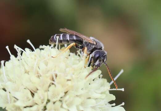 Image of Halictus simplex Blüthgen 1923