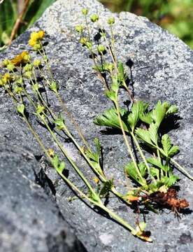 Image of high mountain cinquefoil