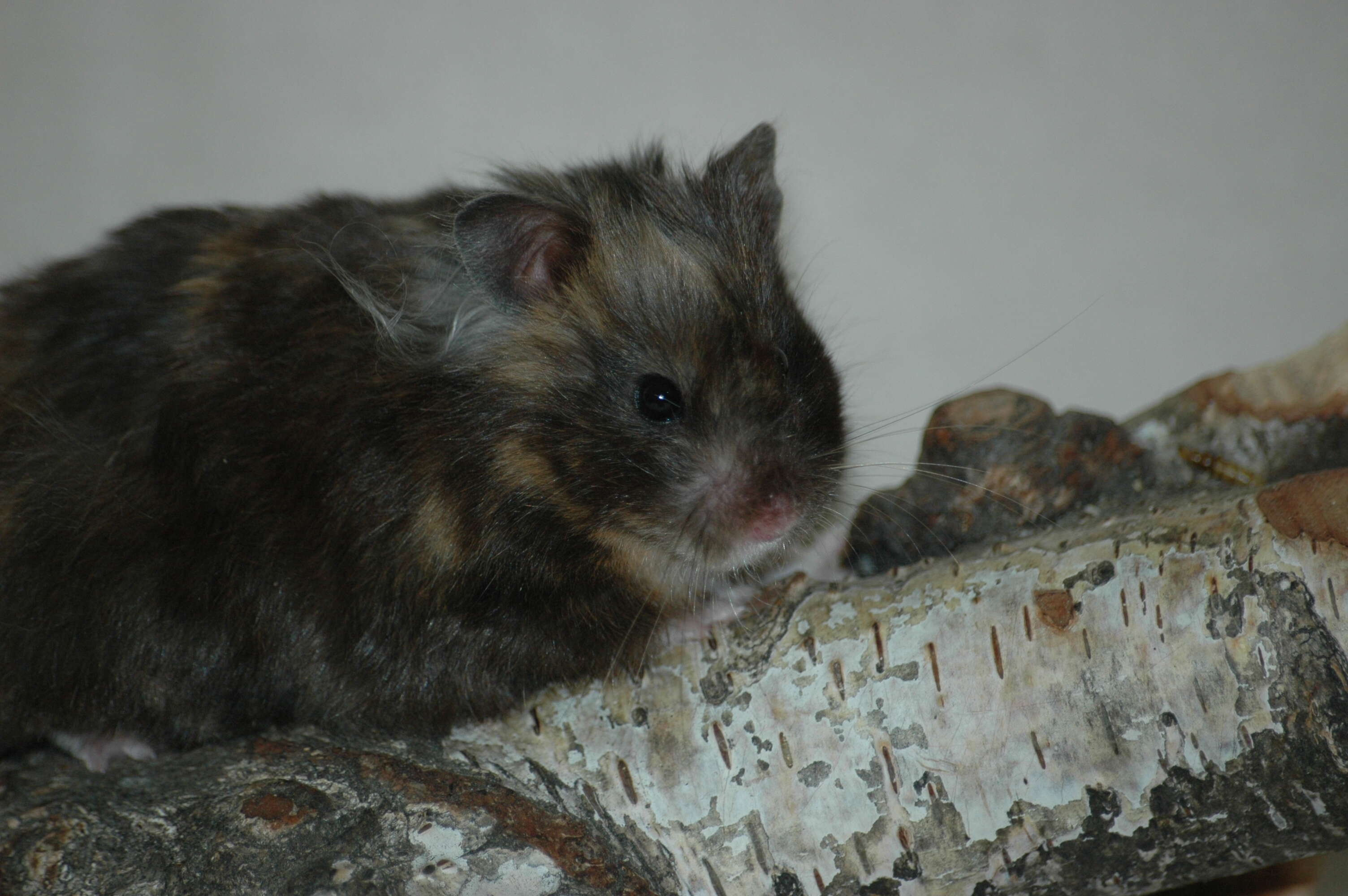 Image of Golden Hamster