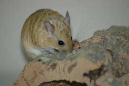 Image of gerbils, jirds, and relatives