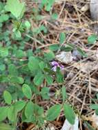 Image de Lespedeza repens (L.) W. P. C. Barton