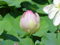 Image of sacred lotus