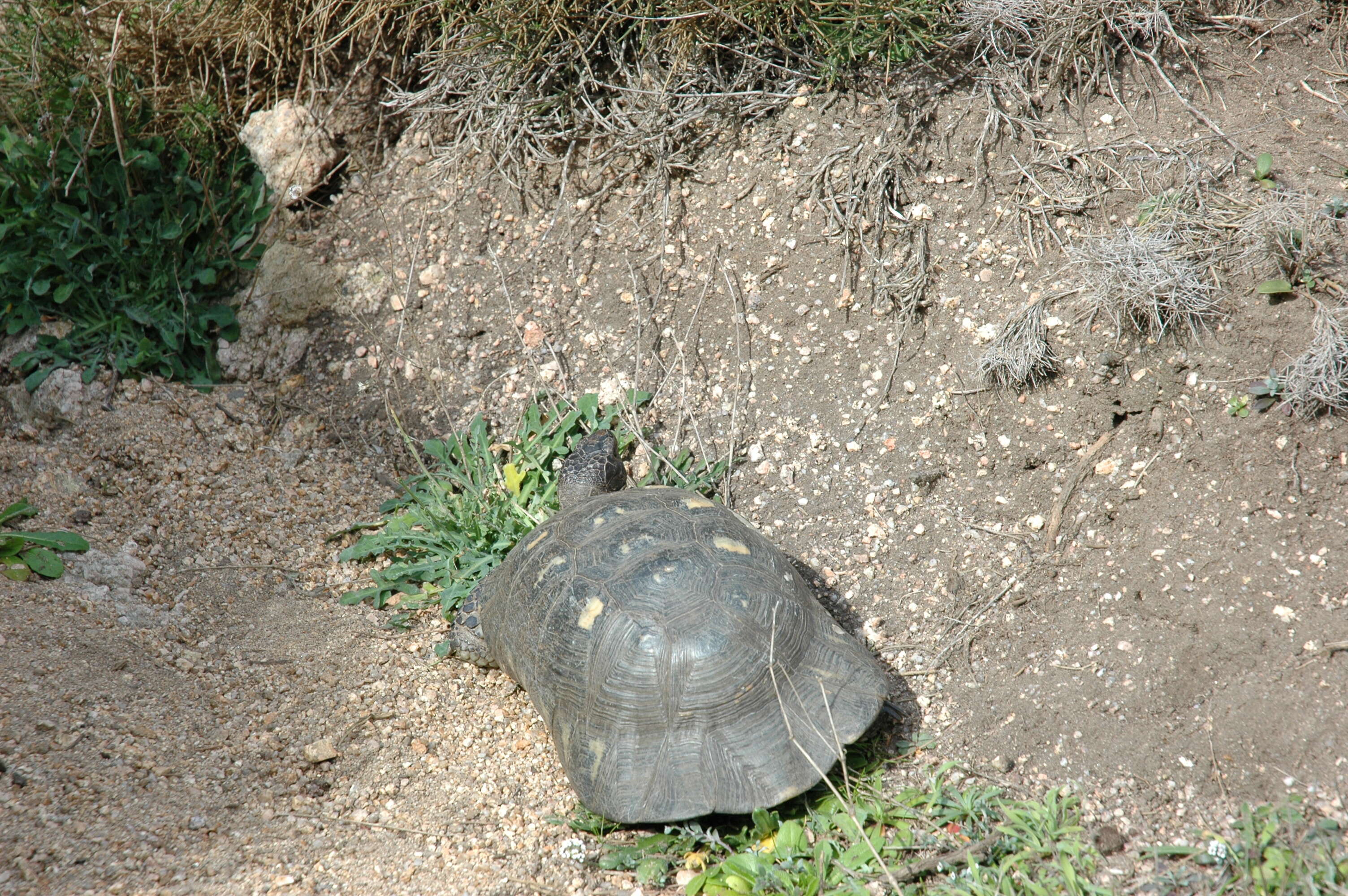 Image of Marginated Tortoise