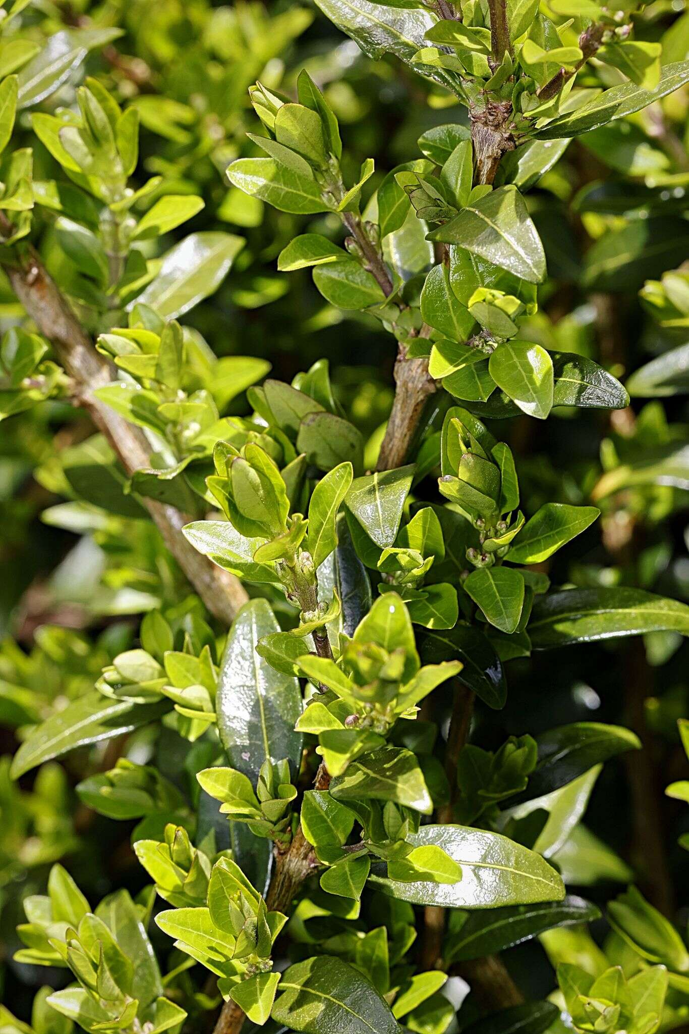 Image of box-leaf honeysuckle