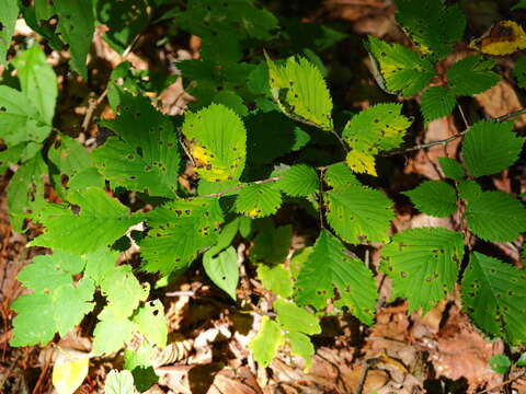 Image of Ulmus laciniata (Trautv.) Mayr