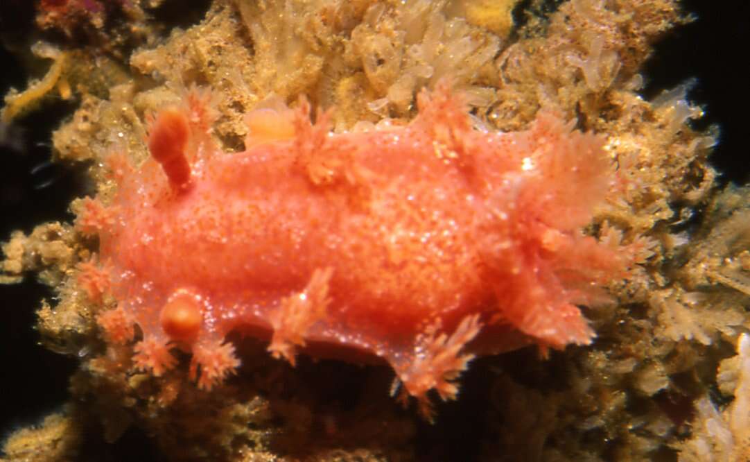 Image of Tasselled nudibranch