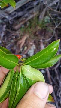 Image of woodland mirrorplant