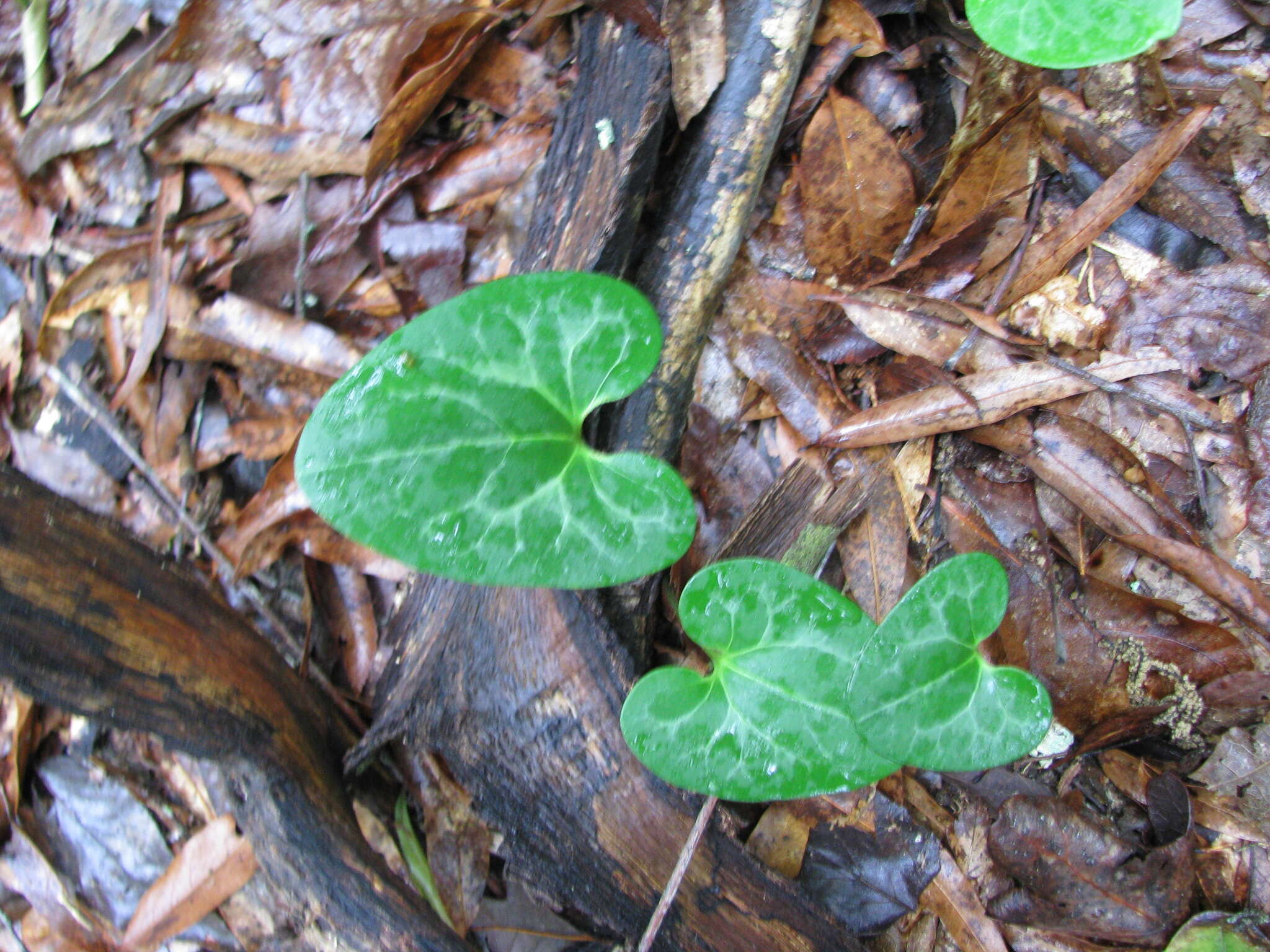 Image of Lewis' heartleaf