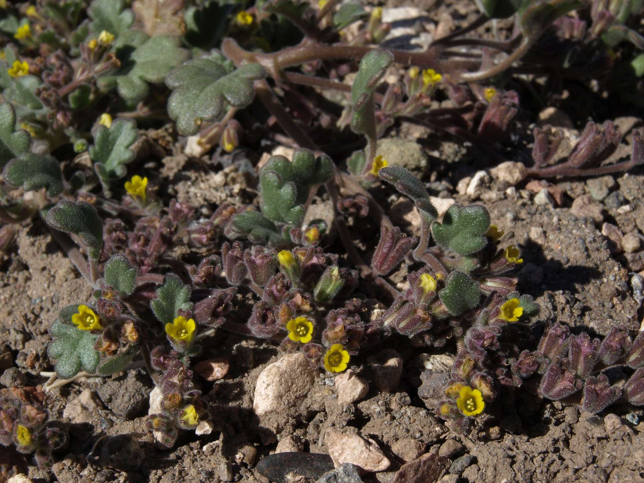 Image of Mono phacelia