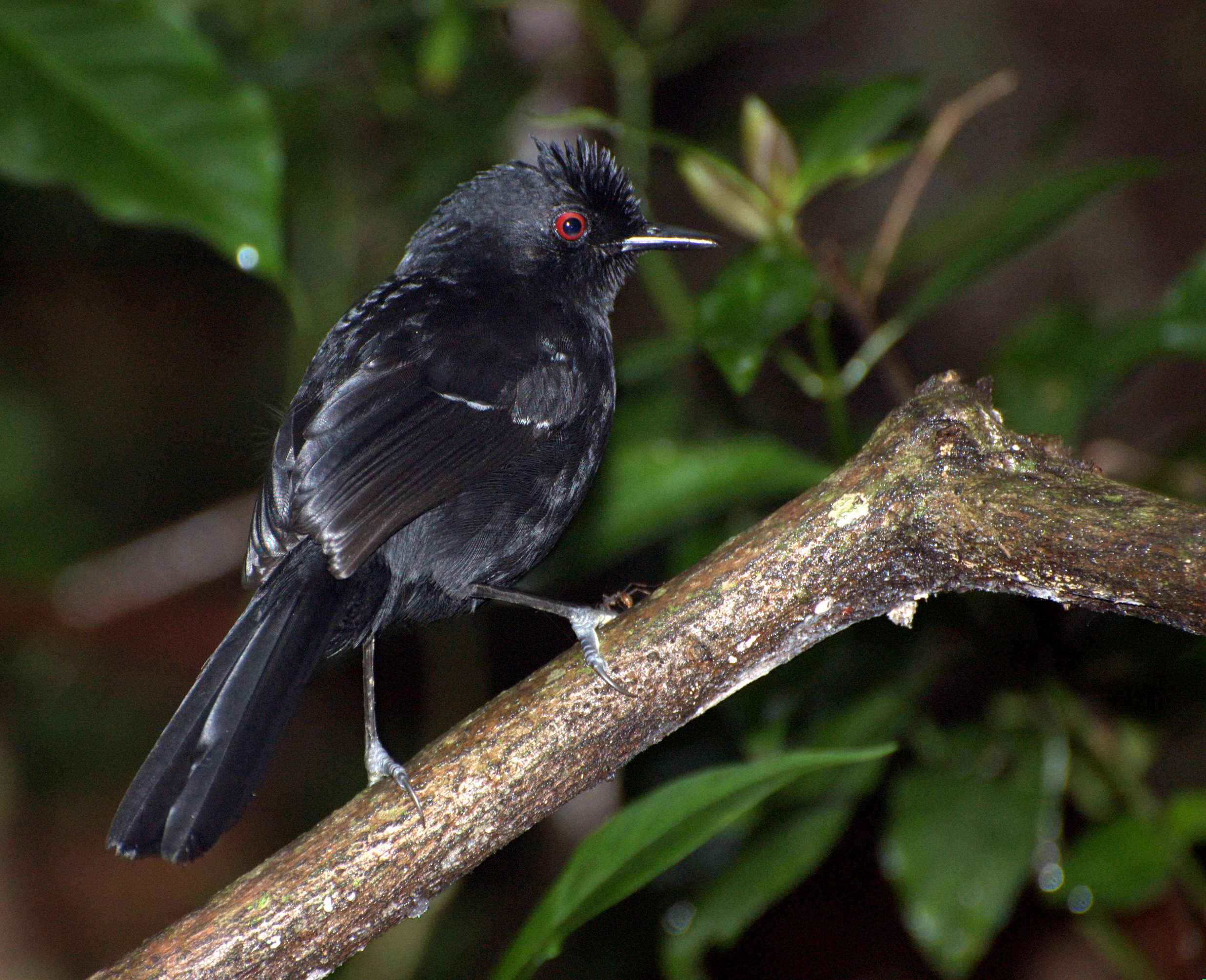 Image of White-shouldered Fire-eye