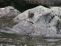 Image of American Dipper