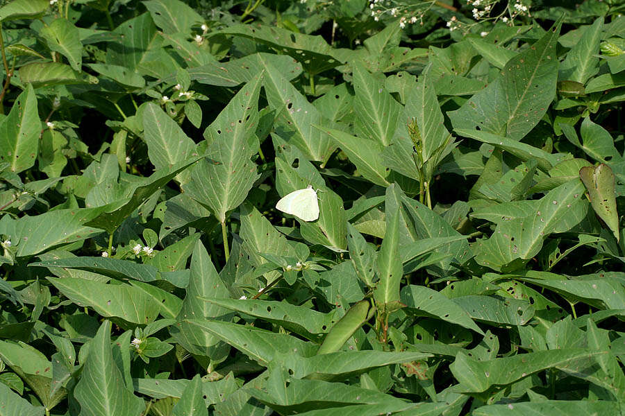 Image of kangkung