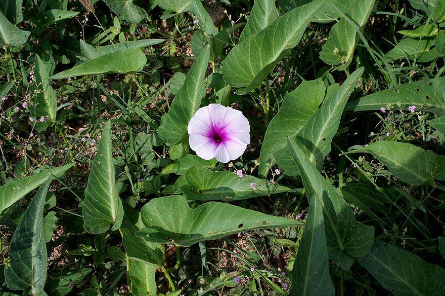 Image of kangkung