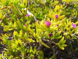 Imagem de Delosperma vernicolor L. Bol.