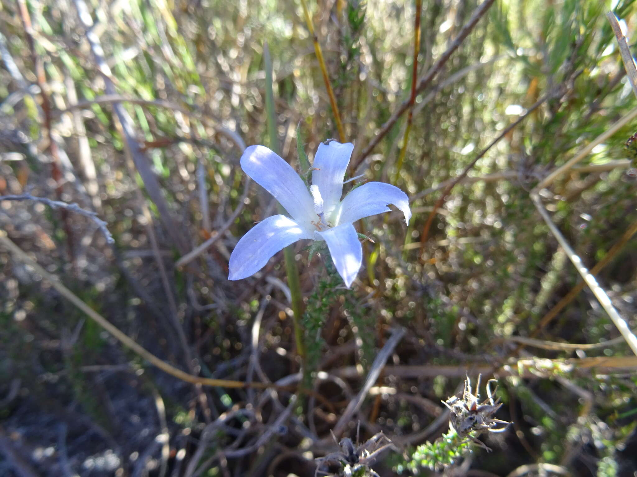 Image of Roella prostrata E. Mey. ex A. DC.