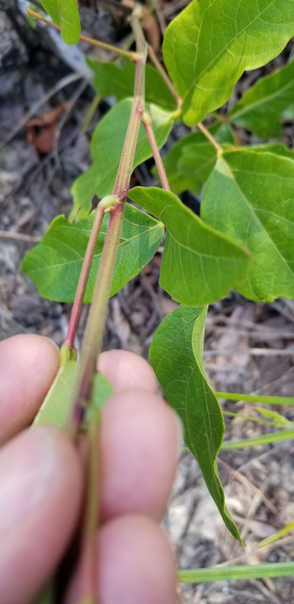 Sivun Desmodium fernaldii B. G. Schub. kuva