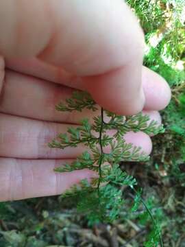 Imagem de Hymenophyllum polyanthos (Sw.) Sw.