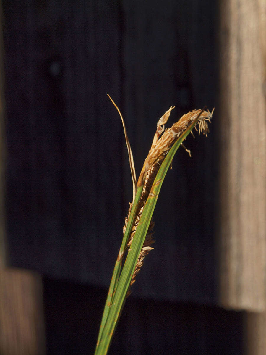 Image of Northwestern Showy Sedge