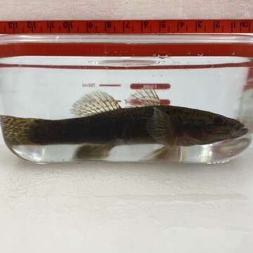 Image of Cox gudgeon