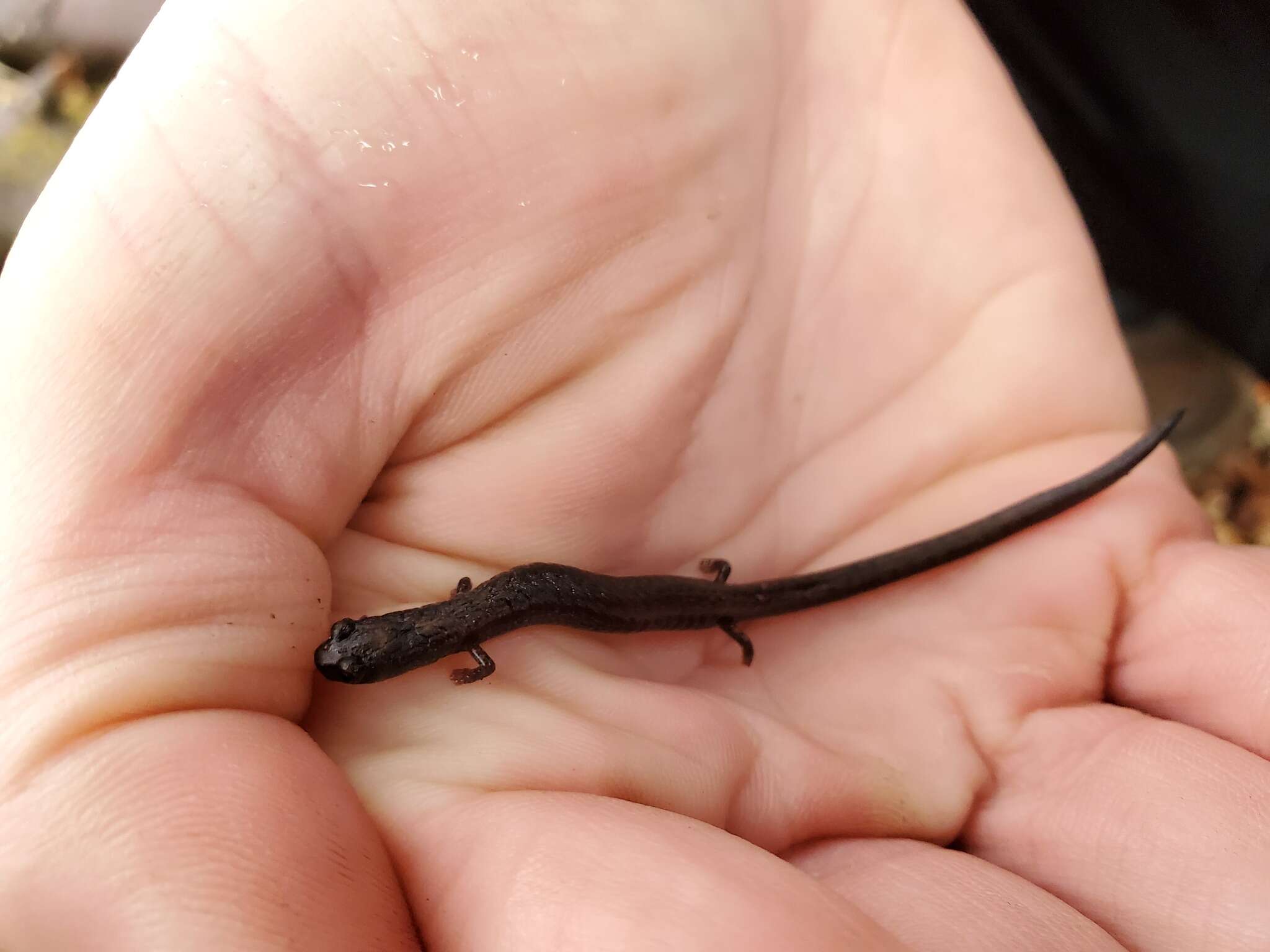 Image of Hell Hollow Slender Salamander