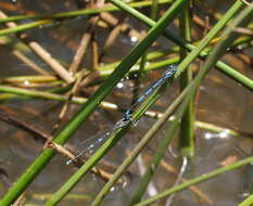 Image of Austrocoenagrion lyelli (Tillyard 1913)