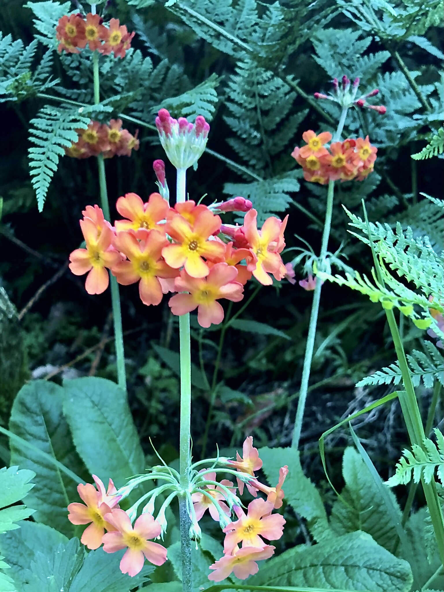 Primula japonica A. Gray resmi