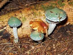 Image of verdigris agaric