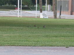 Image of Grey Francolin