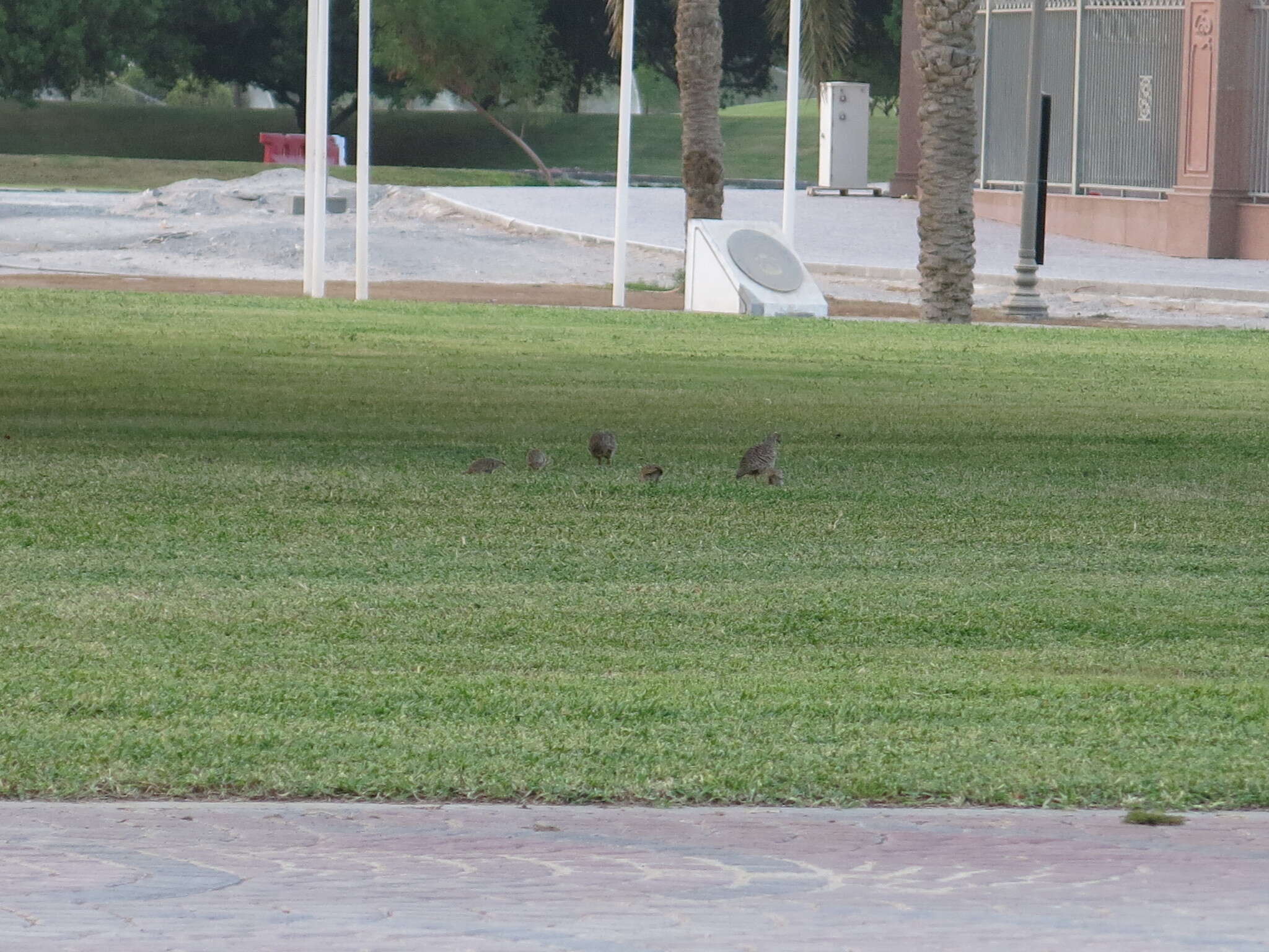 Image of Grey Francolin