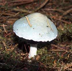 Image of Stropharia aeruginosa (Curtis) Quél. 1872