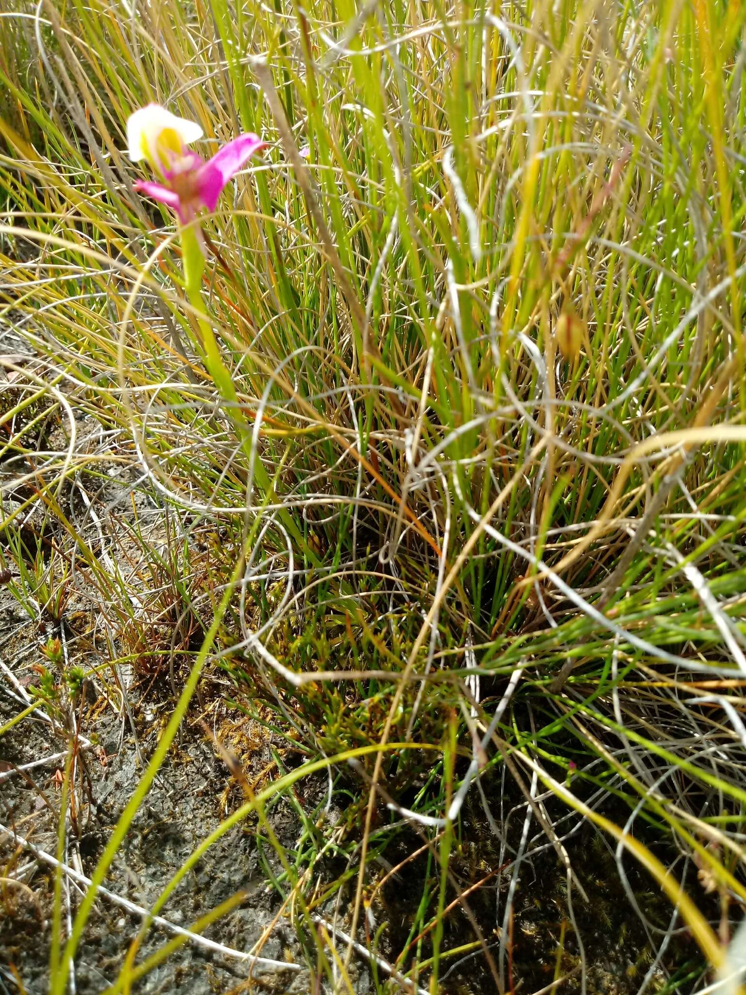 Sivun Disa filicornis (L. fil.) Thunb. kuva