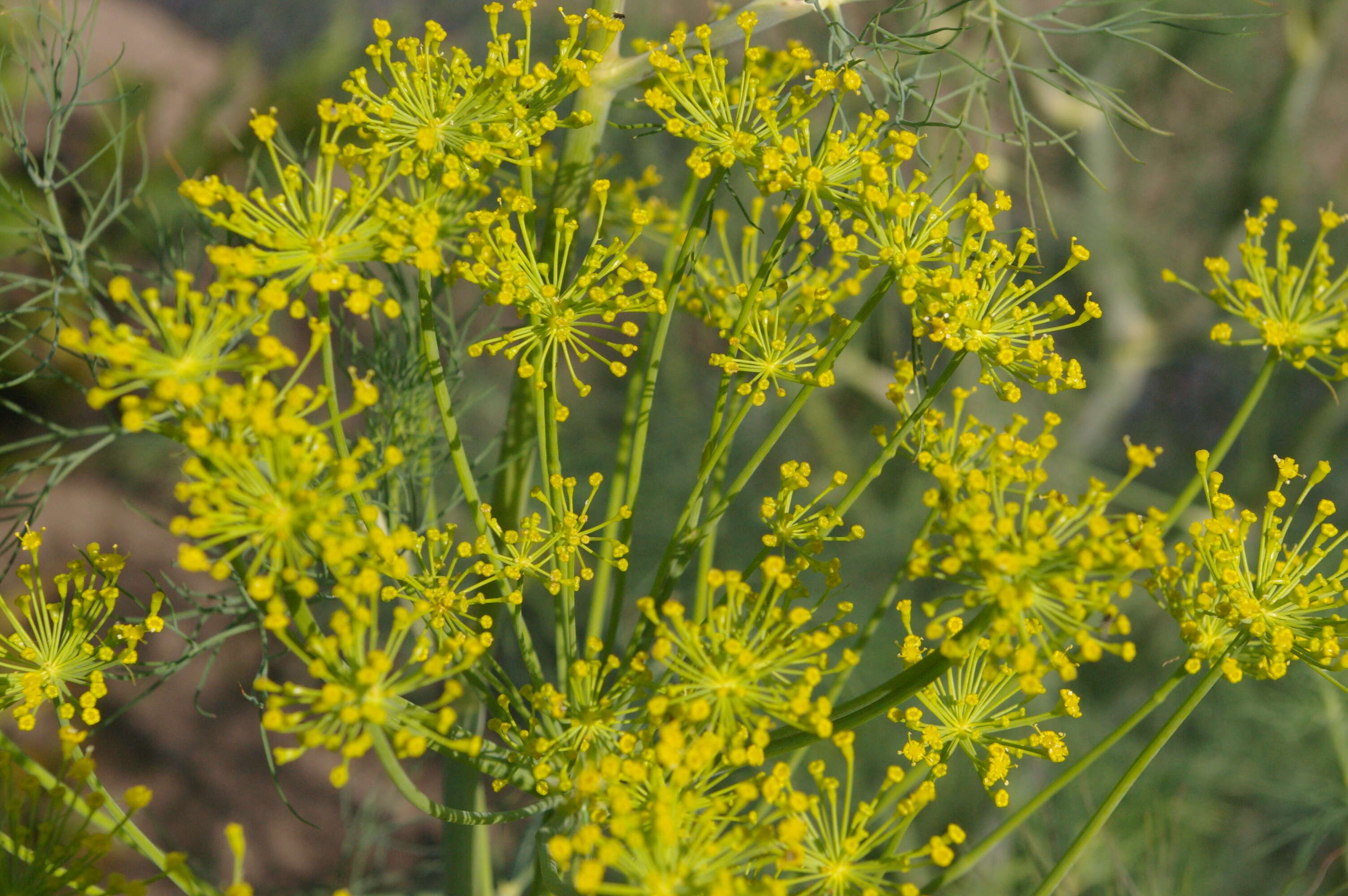 Image of dill