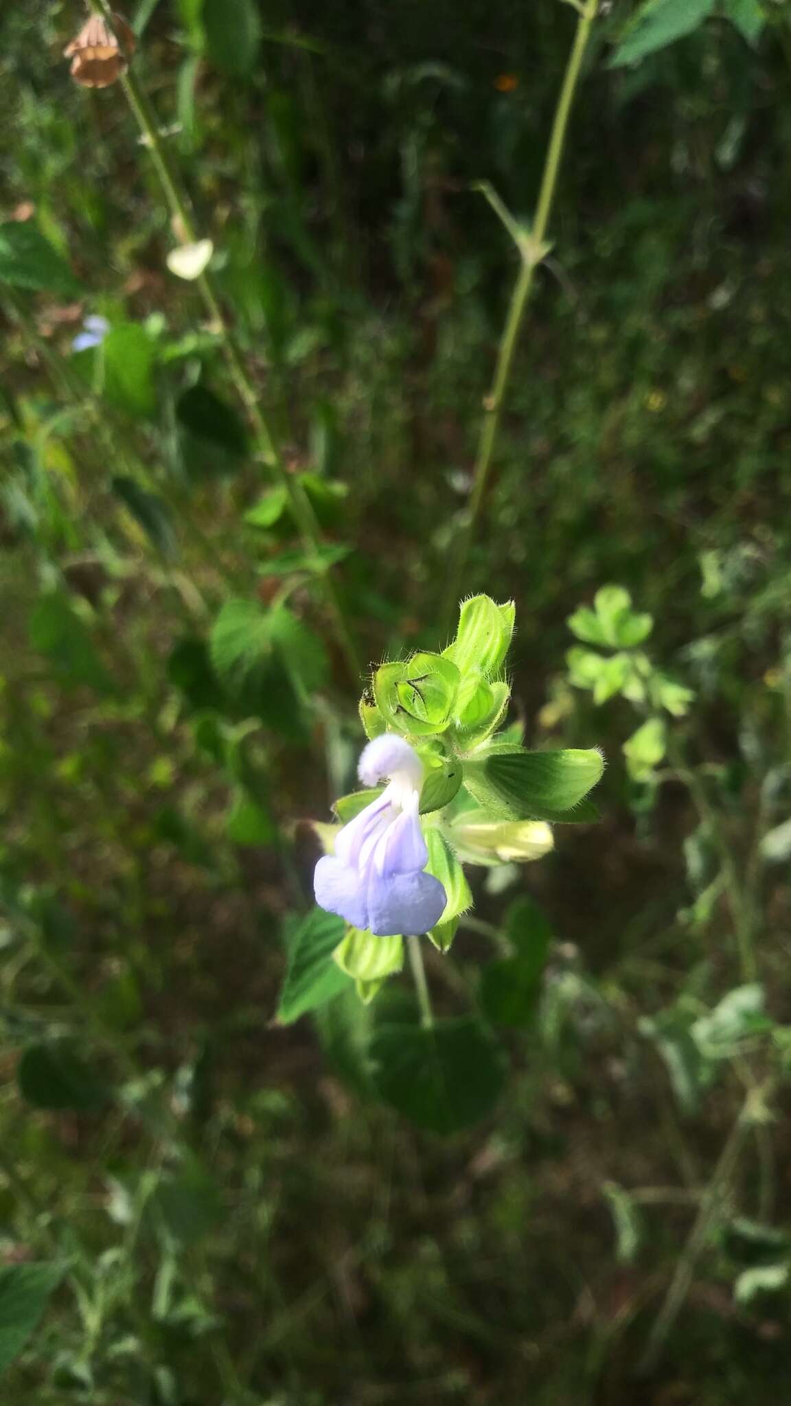 Image of Salvia herbacea Benth.