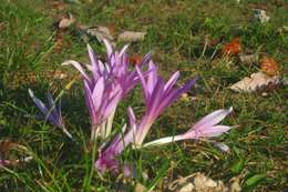 Image of Autumn crocus