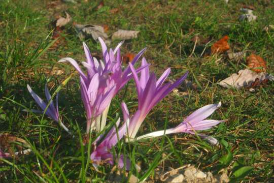 Image of Autumn crocus