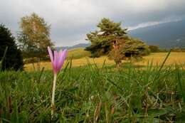 Image of Autumn crocus