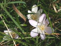 Image of Autumn crocus