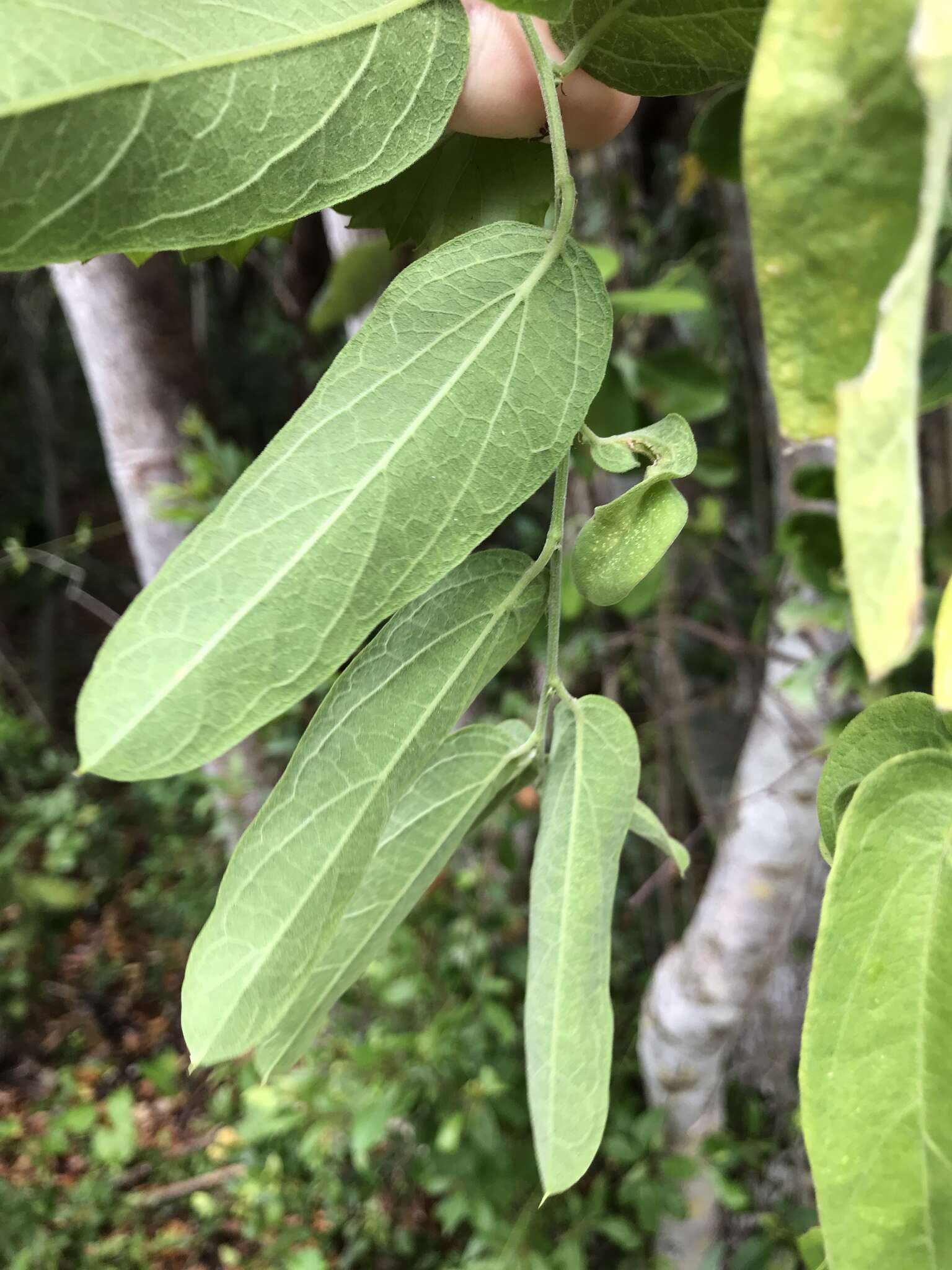 Image de Passiflora multiflora L.