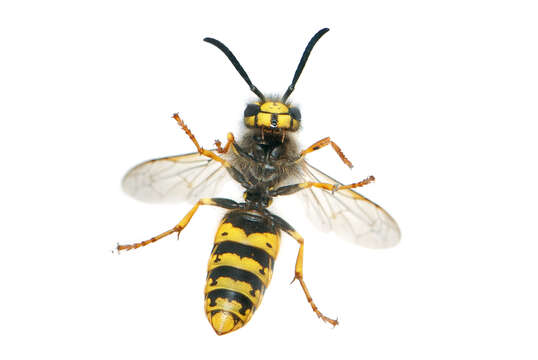 Image of German Wasp